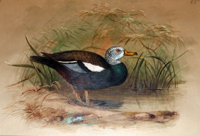 White-headed Sheldrake (Casarca leucoptera), 1852-54 by Joseph Wolf